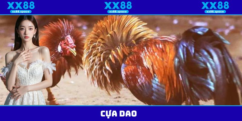 Cựa dao thuộc một trong những hình thức đá gà XX88 ăn khách